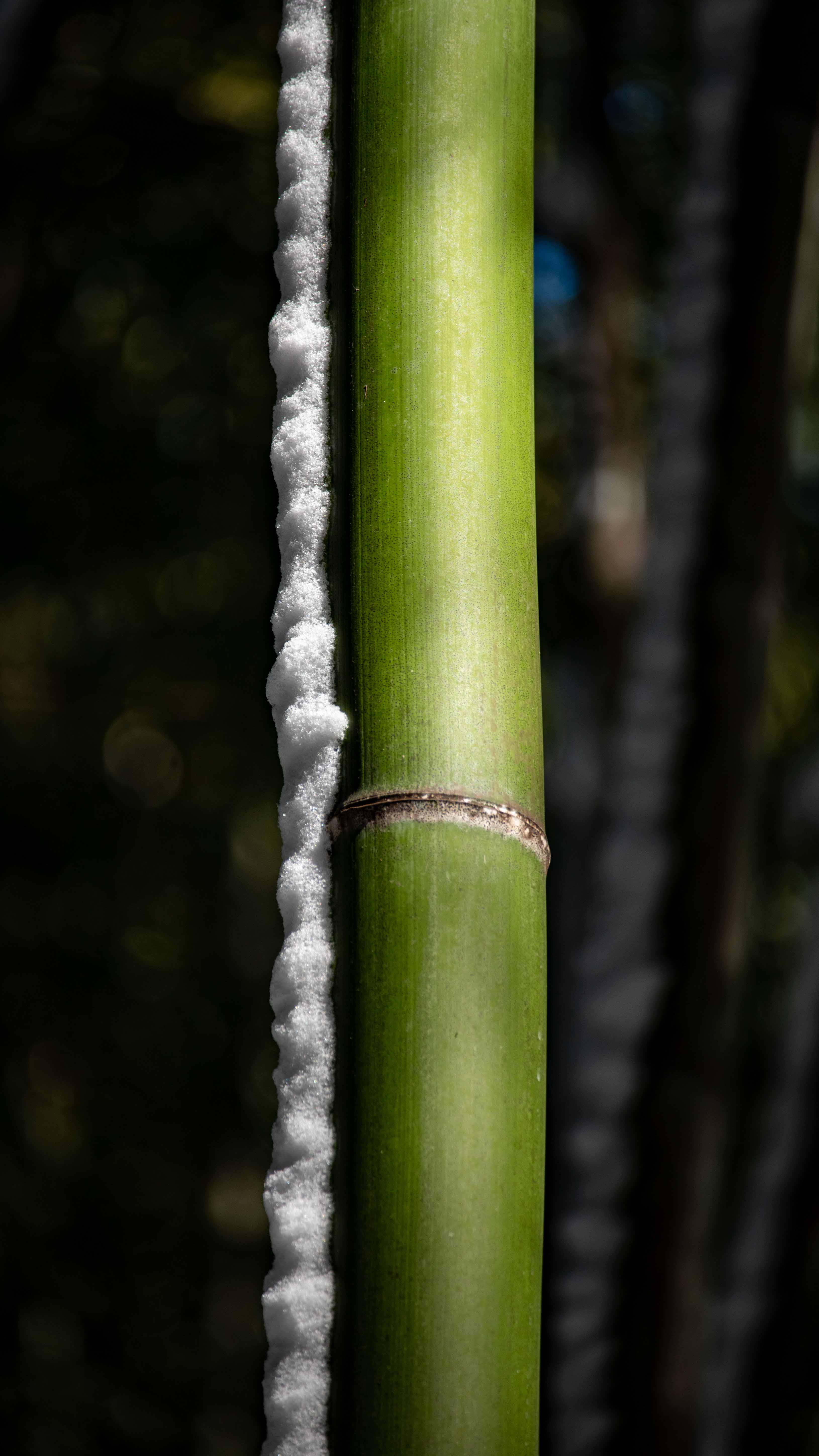  Cat sits by torii gate in Kyoto
